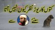 Why do we not see too many dogs together  Maulana Tariq Jameel.s comments