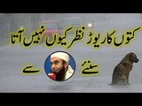 Why do we not see too many dogs together  Maulana Tariq Jameel.s comments