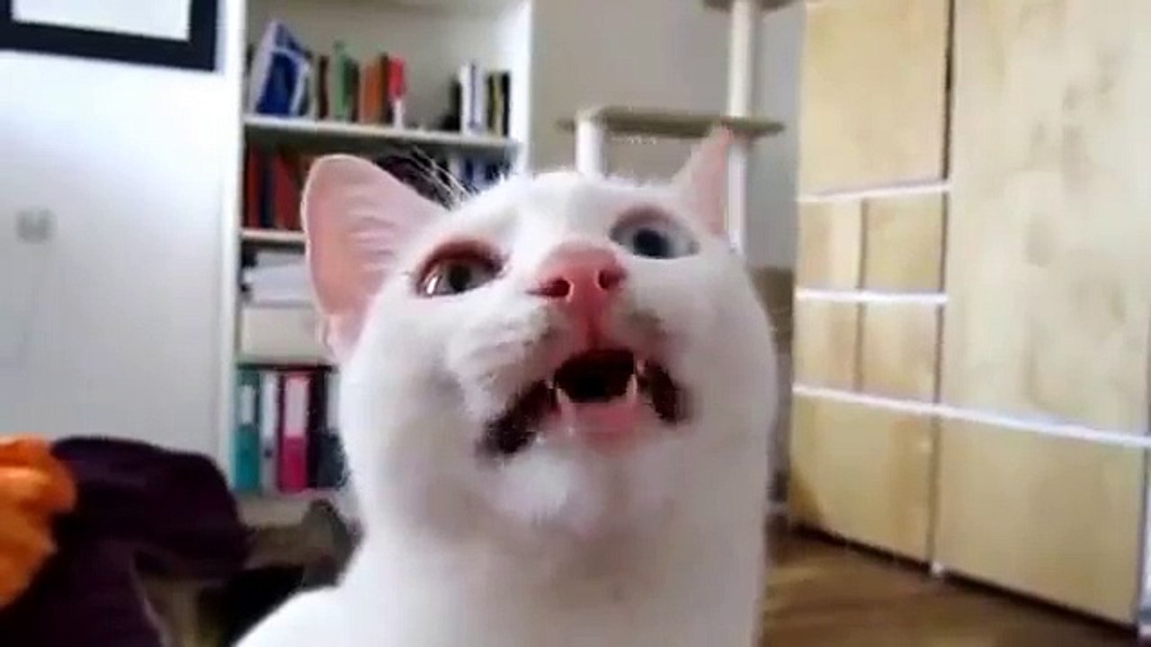 Funny cat Cute