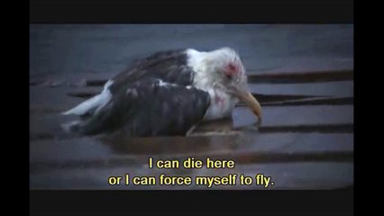 １４才（かもめのジョナサンver）