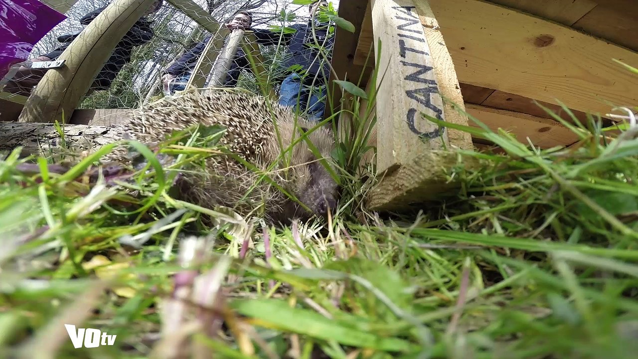 Les hérissons de Saint-Prix