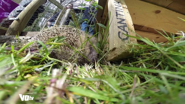 Les hérissons de Saint-Prix