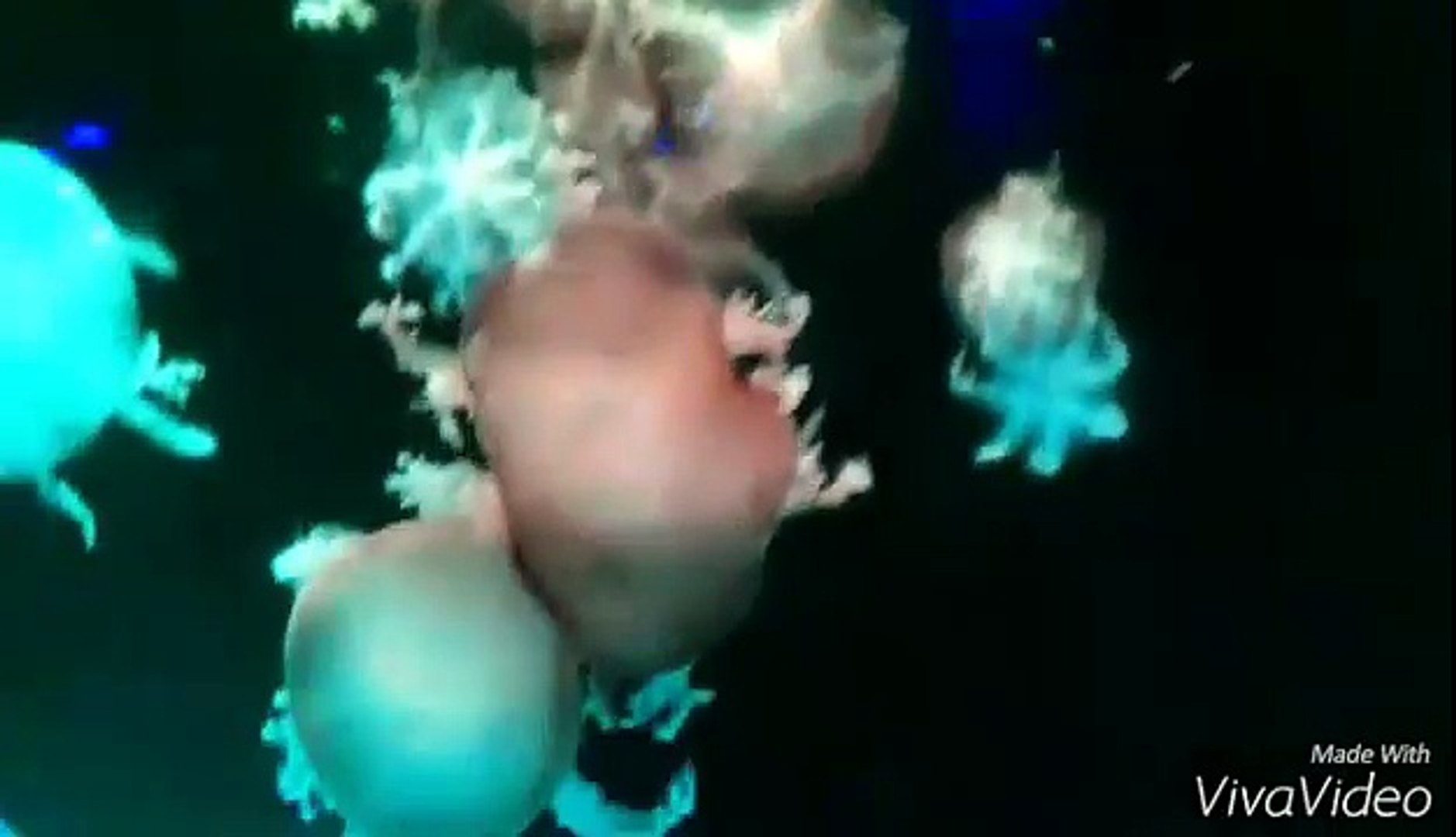 Manila Ocean Park Jellyfish Fairies