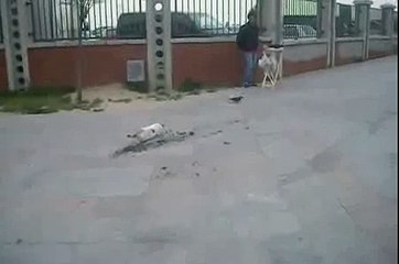 Video - Disappointed Stalking Cat - ToxicJunction.com.flv
