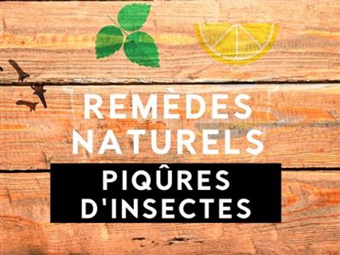 Remèdes naturels : les piqûres d'insectes, c'est fini !