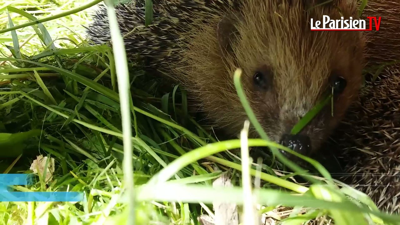 A Saint-Prix, des hérissons en « maison de repos »