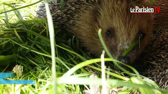 A Saint-Prix, des hérissons en « maison de repos »
