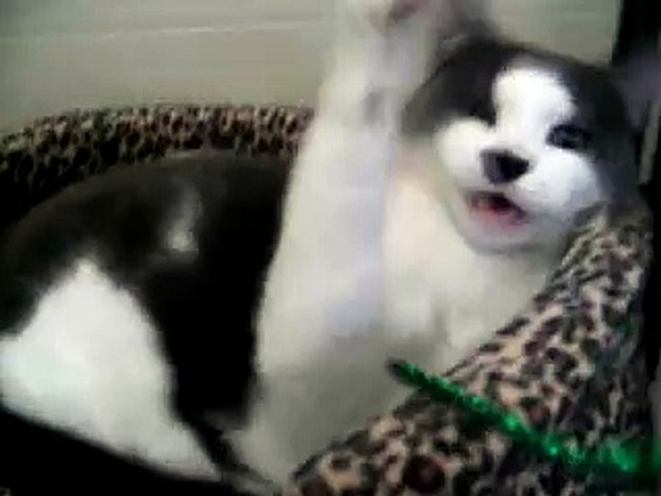 Blue cat playing with pipe cleaner