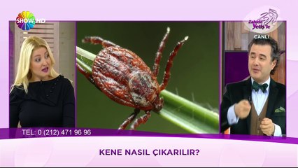 Kene nasıl çıkarılır?