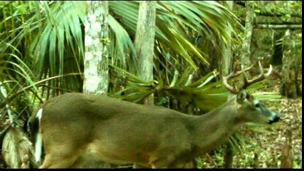 A look at what moved in front of our trial camera  see for yourself