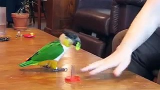 Caique Parrot Rings on a Peg