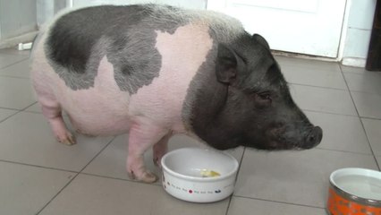 Violent Mini Pig in Anger Management After Owners Left Disgruntled