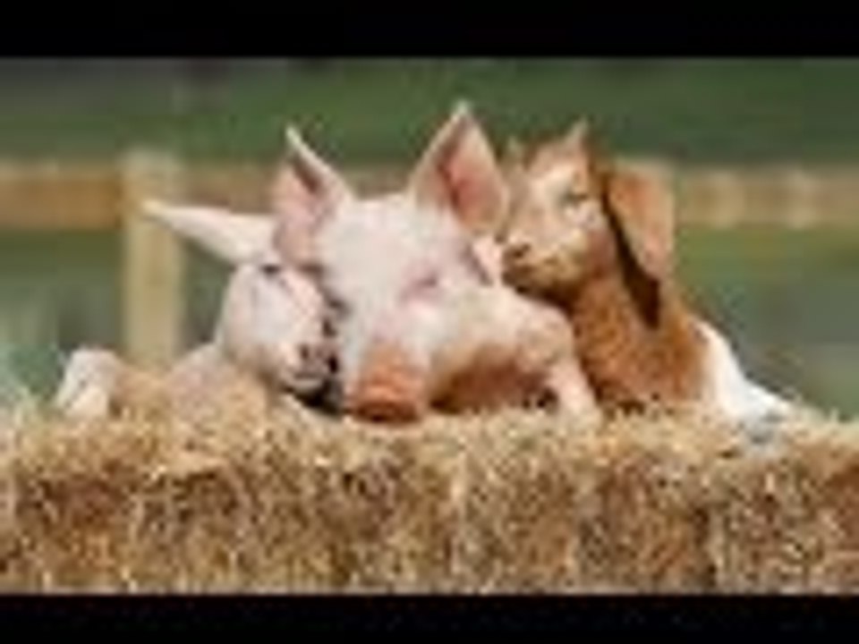 Farm Animals