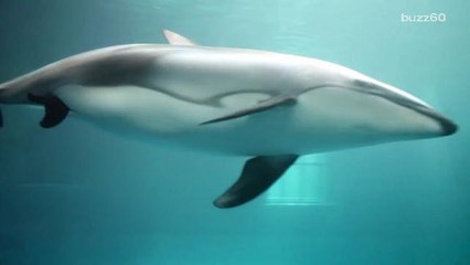 Amazing Dolphin Birth Caught On Camera