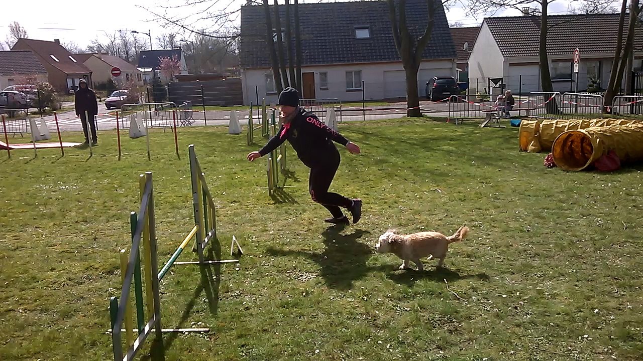 Croisée bichon shitzu à l'agility