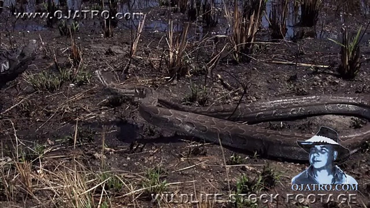 When Pythons Attack 0102 Time Lapse