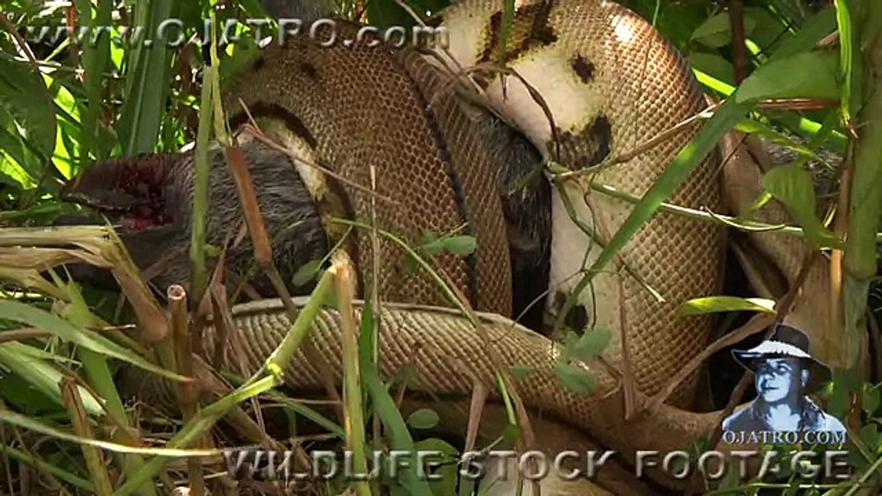 Python Attack Compilation 01