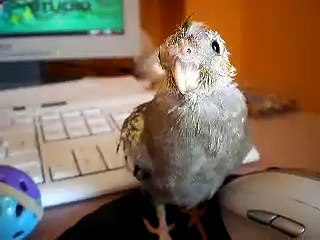 Betty, ninfa papillera de 1 mes