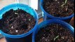 Transplanting tomatoes