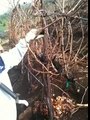 Trimming Vines for Spring at Malibu Rocky Oaks Estate Vineyards