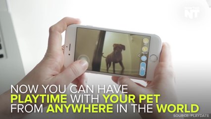 Smart Ball Lets You Play With Your Pet Anytime