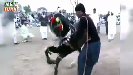 Halay Başı Kim Çeker