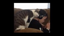 Funny Cat | Fail | Crazy Cat | Cute Cats Video Compilations 2016