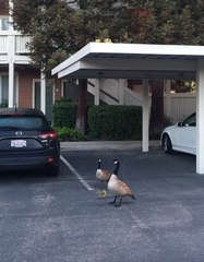 Family of Newborn Goslings Take a Leap