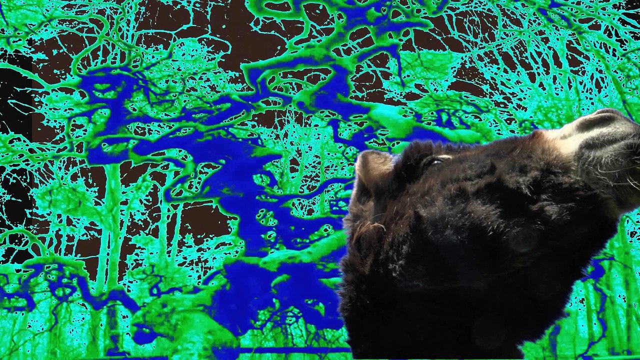 L'âne brun - vidéo chanson