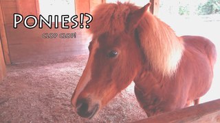 Ponies at The Farm?!?!