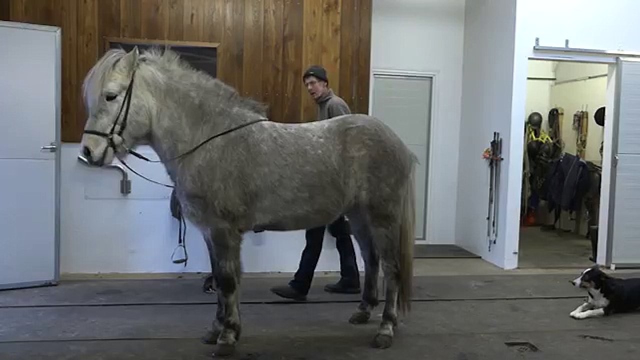 Sleipnir frá ósi
