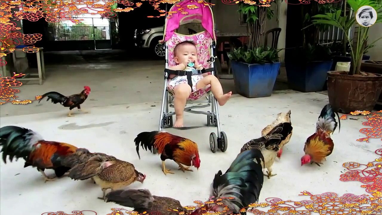 Nhạc Thiếu Nhi - Đàn Gà Trong Sân - Ngộ Nghĩnh Đáng Yêu