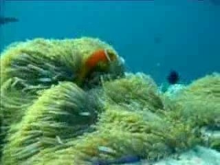 Maldives Blog Video 2007