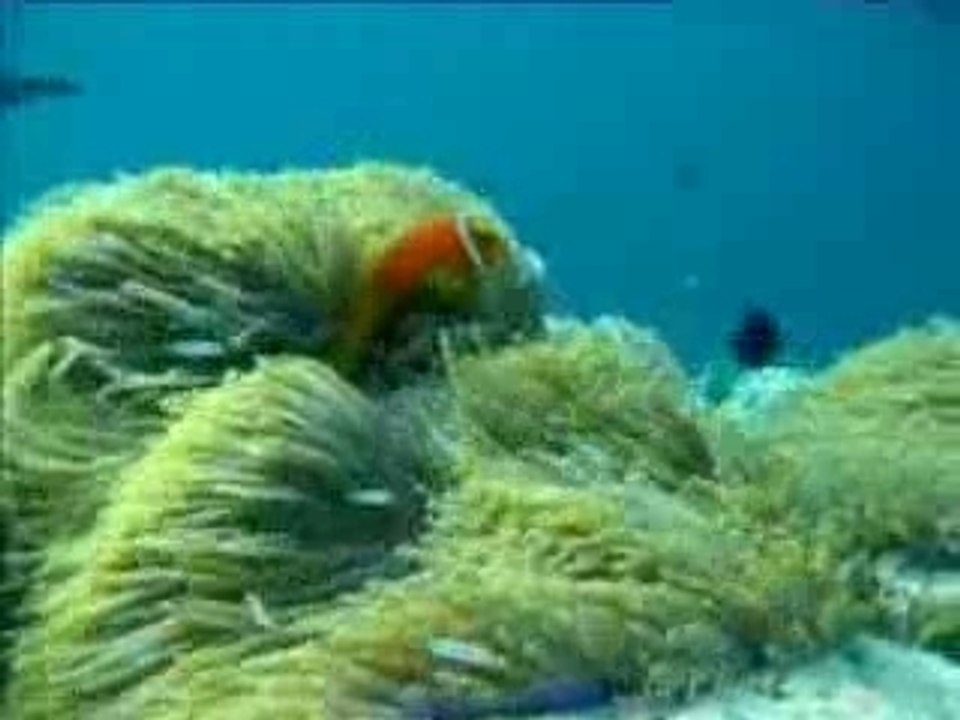 Maldives Blog Video 2007