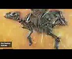 48-Million-Year-Old Fossil Found With Unborn Fetus - National Geographic Documentary 2015