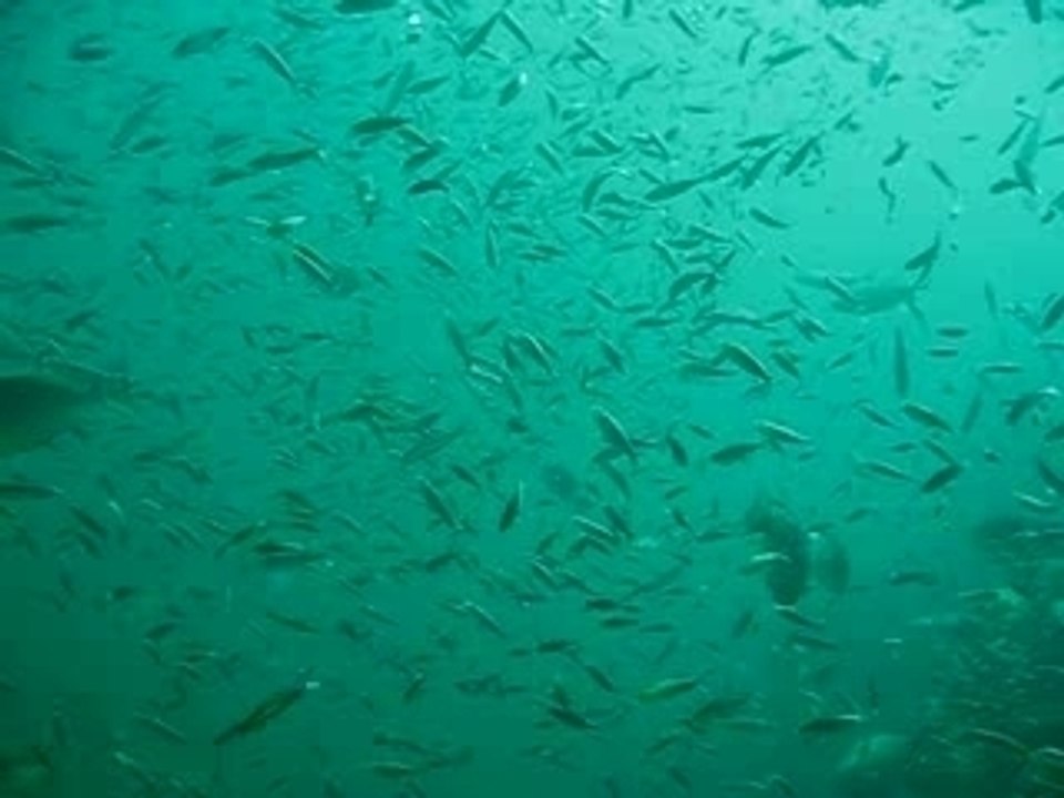 Plongee ko phi phi 2007