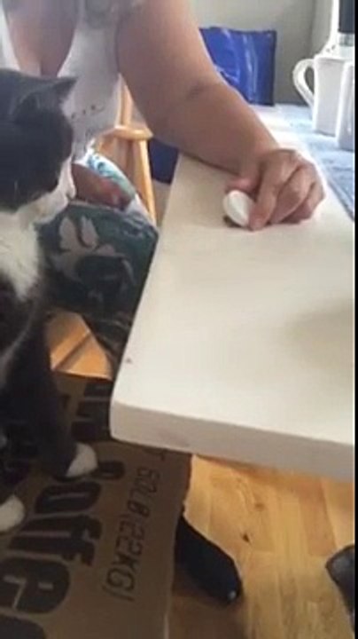 IQ test for cats