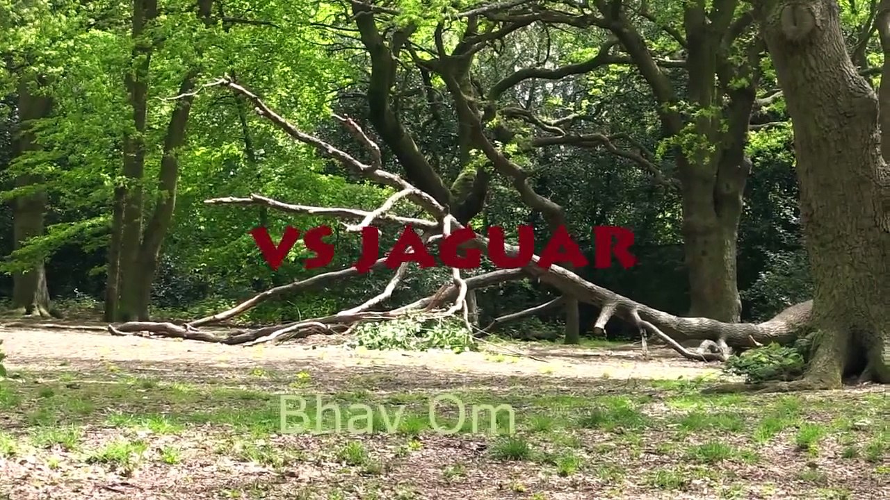 Giant Anaconda vs Jaguar - Python vs Tiger - Python vs Leopard