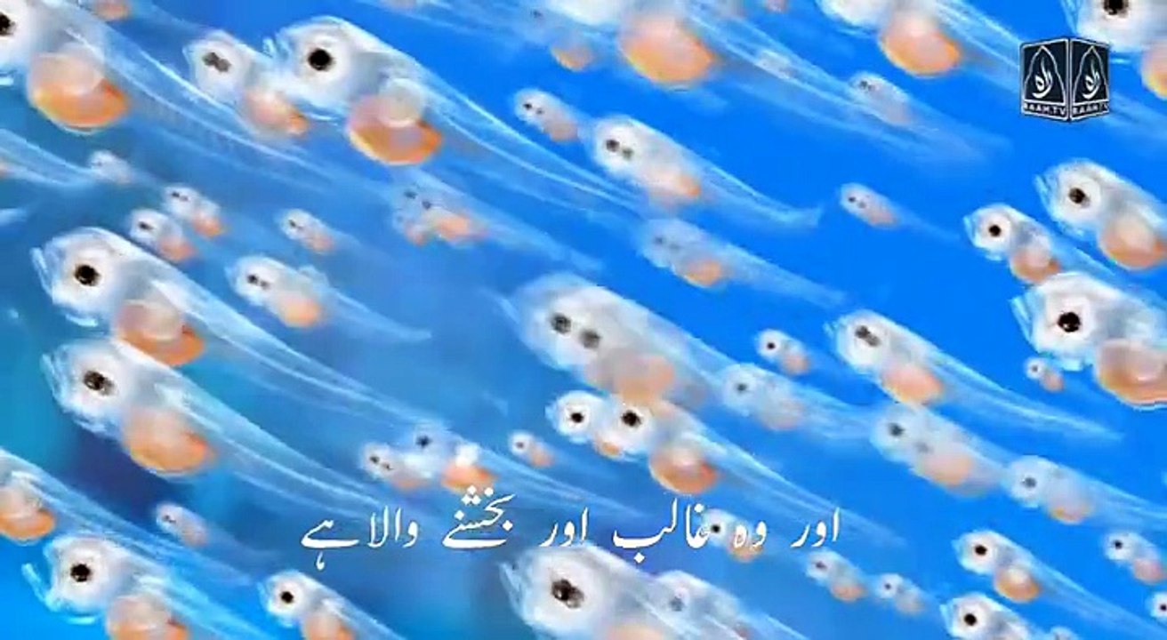 Sora e Mulk nice vice
