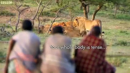 Sharing With Lion's Food Without a Fight .