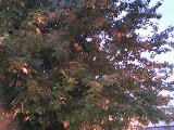 サティの木に鳥の群