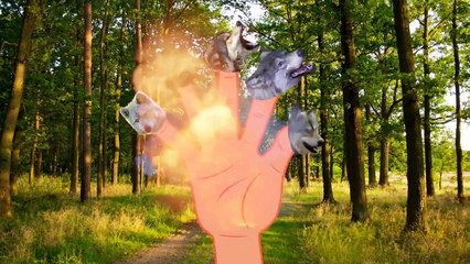 Learn The Wild Animal Train Childrens Song | 3D Cartoon Rhymes For Kids | Popular Animati