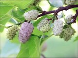 White Mulberry Fruit Health Benefits - For Hair,Skin,Diabetes,Weight loss