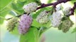 White Mulberry Fruit Health Benefits - For Hair,Skin,Diabetes,Weight loss