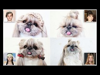 cat hair styles