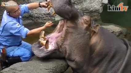 Video badak dapat layanan istimewa, gigi dibersihkan