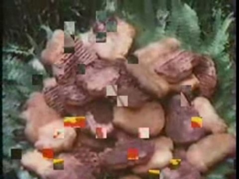 FR3 - Disney Channel + Page de publicités - 1985