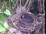 birdnest near Kelichap Hut on Pulau Ubin-Singapore