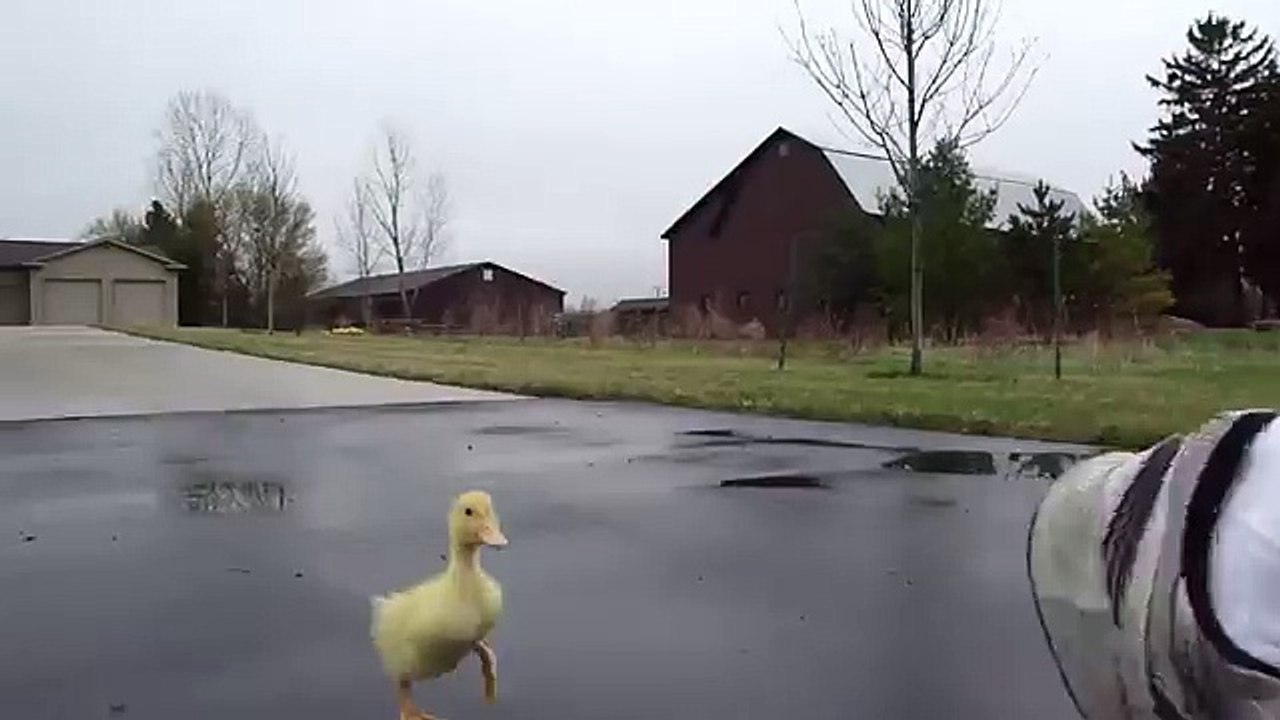 Duck Run