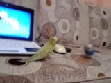 Muhabbet Kuşu yavrusu ilk uçuş denemeleri :)